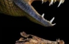 Миллионы лет назад в Сахаре обитали крокодилы (ФОТО)