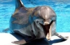 Киевский дельфинарий &quot;Немо&quot; построен незаконно - экологи  