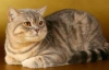 Ющенко подарили породистого котика