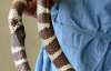 Змея проглотила собственный хвост (ФОТО)