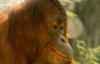 Самка орангутанга завела себе профиль в Facebook (ФОТО)