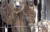 Уссурийский медведь умер от тюремных условий столичного зоопарка