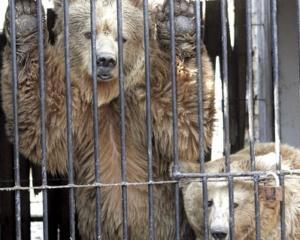 Уссурійський ведмідь помер від тюремних умов столичного зоопарку