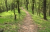Киевские леса готовят под застройку - экологи