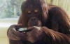 Орангутанг Ноня рисует и фотографирует