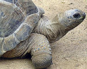 В возрасте 146 лет умерла черепаха Кики