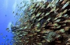 Ученые встревожены повышением кислотности океанов