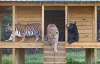 Лев, тигр і ведмідь живуть разом