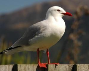 Самые странные звонки на линию защитников животных