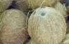 Осьминоги могут строить себе домики из кокосовых орехов (ФОТО)