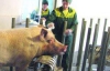 Працівників свинокомплексу годують безкоштовно