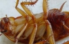 Тараканы вымерли из-за мобильных телефонов 