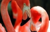 В Киевском зоопарке появится зубр и 20 фламинго