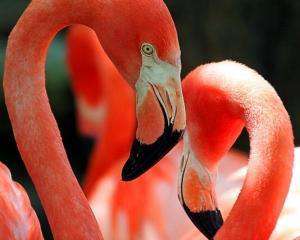 В Киевском зоопарке появится зубр и 20 фламинго