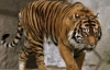 В Росії вісім тигрів і левиця загинули дорогою на циркове шоу