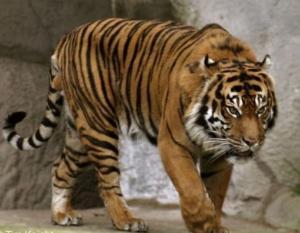 В России восемь тигров и львица погибли в дороге на цирковое шоу