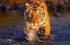 В Китае съели последнего индокитайского тигра