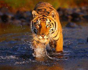 В Китаї з&quot;їли останнього індокитайського тигра