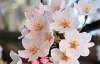 Японцы не узнают заблаговременно о цветении сакуры