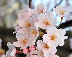 Японці не дізнаються завчасно про цвітіння сакури