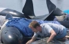 Больше сотни китов погибли на пляже в Новой Зеландии