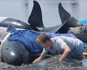 Більше сотні китів загинули на пляжі в Новій Зеландії