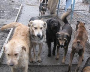 Стая собак загрызла оператор Первого национального канала