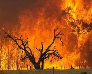 В Австралии во время пожаров сгорели 40 домов