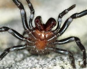 Сідней атакували отруйні павуки 