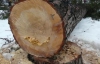 В Киеве очередной скандал: неизвестные спилили 100-летние деревья (ФОТО)