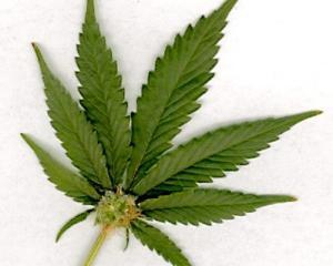 Ще один штат США легалізував марихуану
