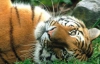 В Китае через 30 лет вымрут все тигры 