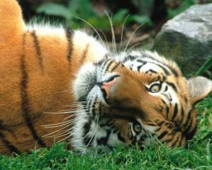 В Китаї через 30 років вимруть всі тигри