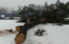 Винних у вирубці 100-річних дерев у Києві ніхто не покарає