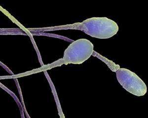 Сперматозоиды умеют различать своих &amp;quot;родственников&amp;quot;