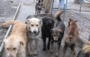 Україні погрожують скандалом через безпритульних тварин