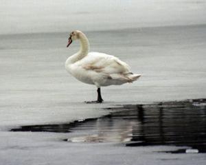 В Крыму из-за морозов лебеди примерзли ко льду