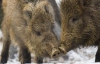 Из-за морозов дикие животные мигрируют в Киев