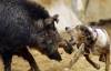 Браконьєри відстрілювали вепрів, аби "врятувати" їх від собак