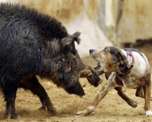 Браконьєри відстрілювали вепрів, аби "врятувати" їх від собак