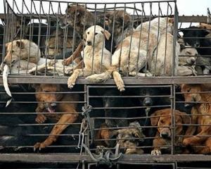 Китайцям хочуть заборонити їсти котів і собак