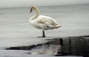 На Буковине спасли около 100 лебедей (ФОТО)
