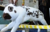 У Великій Британії кролики змагаються за найвищий стрибок