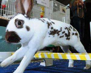 В Великобритании кролики соревнуются за самый высокий прыжок