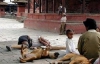 В Непале Красный крест взял на службу бродячего собаку