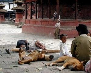 В Непалі Червоний хрест взяв на службу бродячого собаку