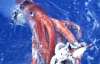 Гигантские кальмары заполонили Калифорнию (ФОТО)