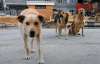 Украинцы защищаются от бродячих собак газовыми баллончиками