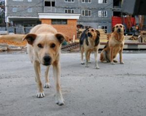 Украинцы защищаются от бродячих собак газовыми баллончиками