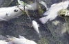 На Черкащині у водосховищі загинуло 23 тонни риби